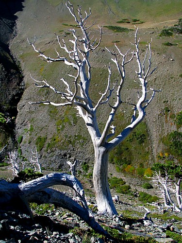 Dead_tree