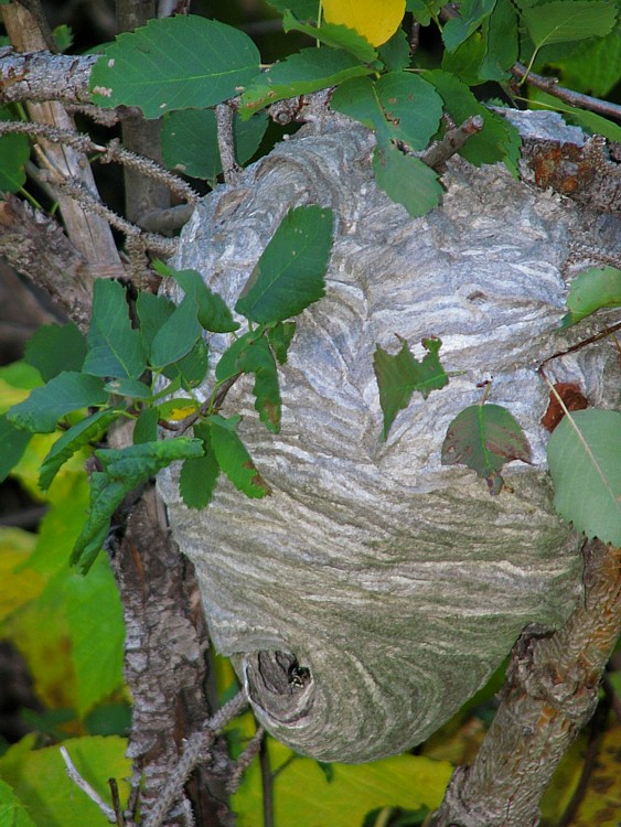 Hornet_nest