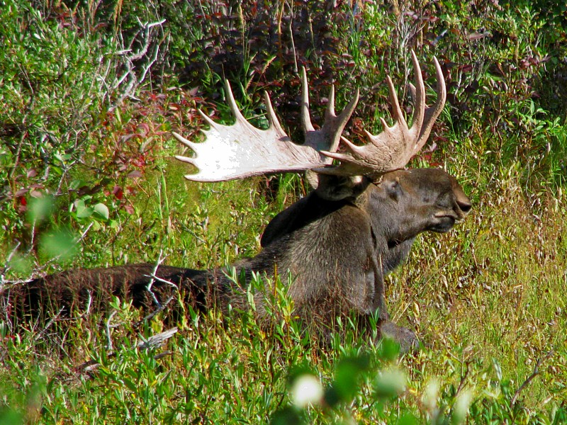 Trailside_moose