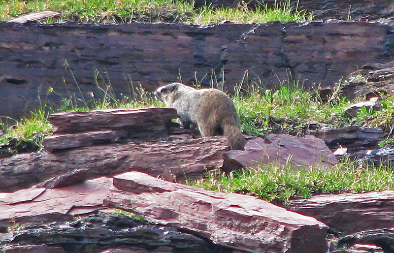 Marmot