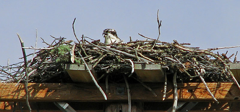 Osprey