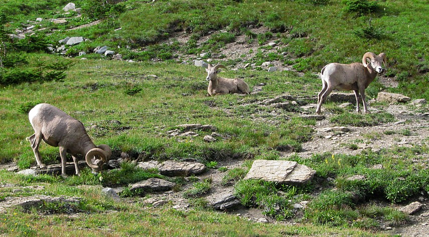 Bighorns