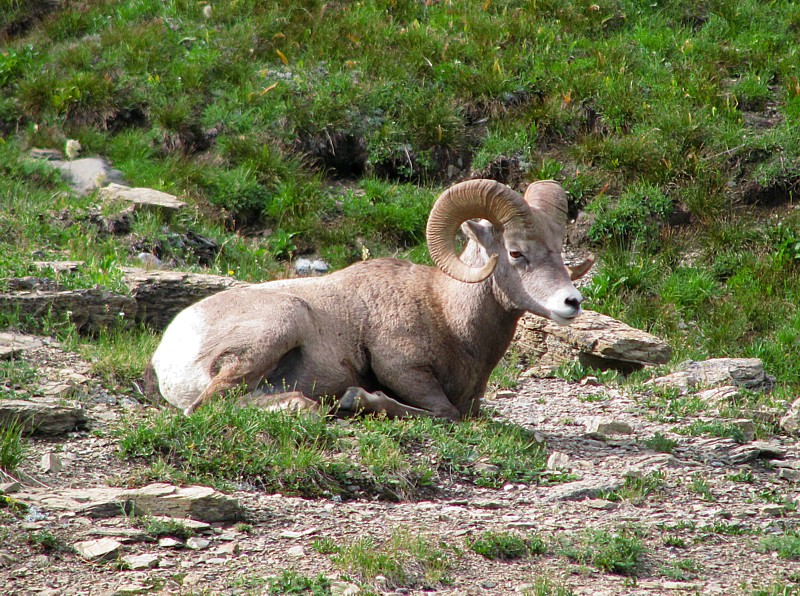 Bighorn