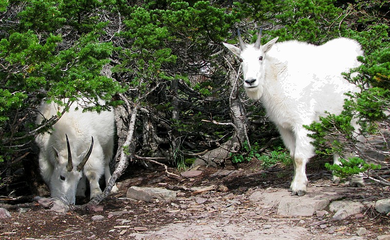 Mtn_goats