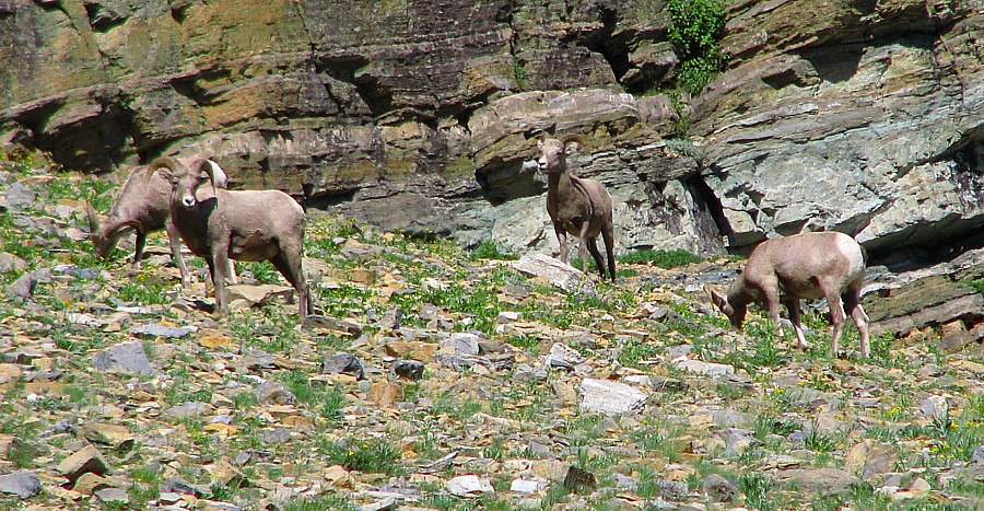 Bighorns