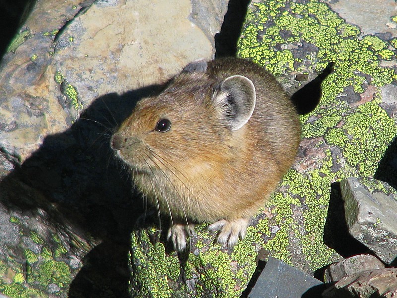 Pika