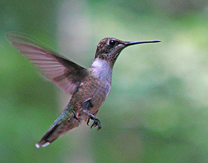 Hummingbird