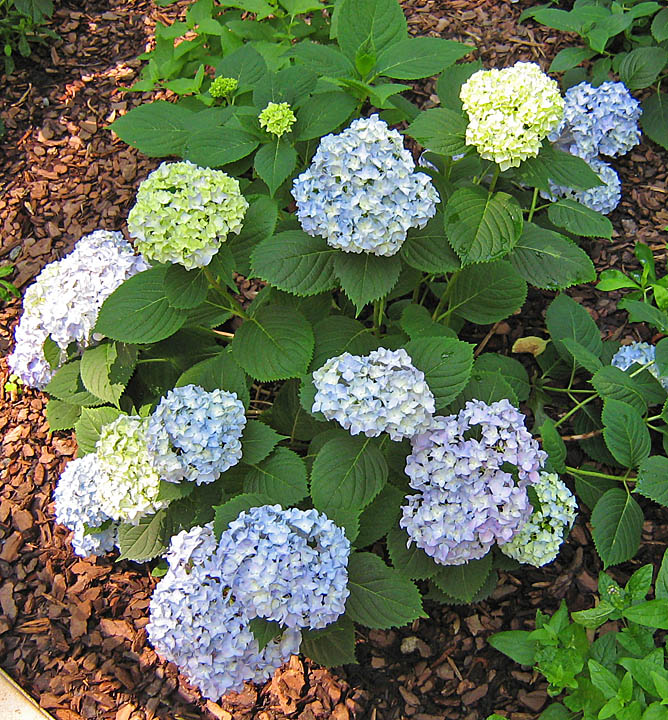 hydrangea