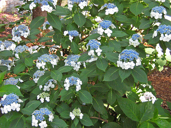 hydrangea