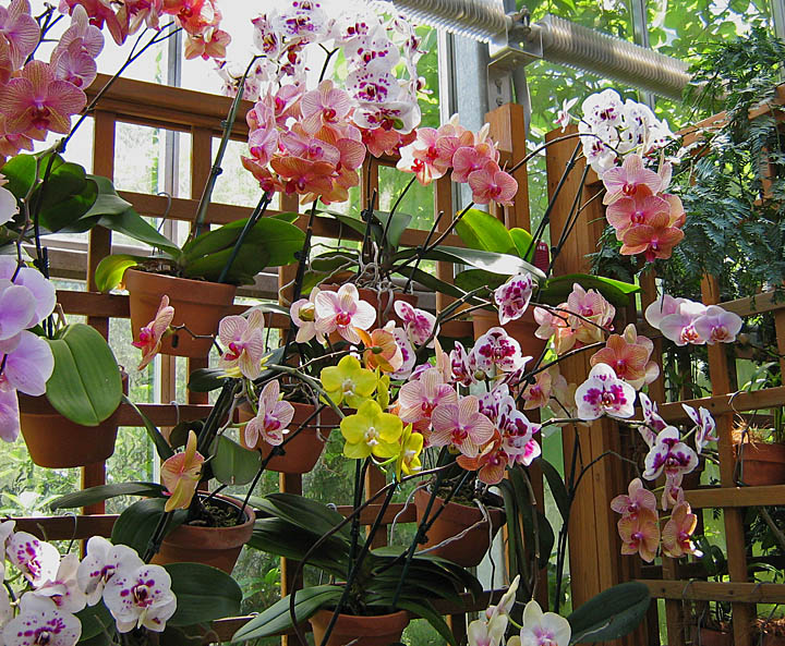 orchids