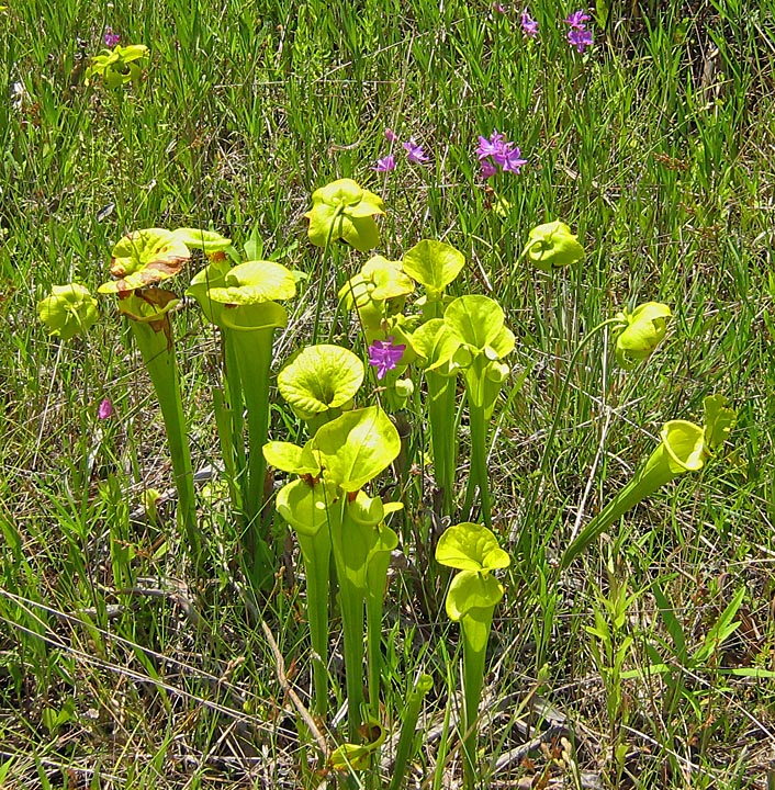 pitcher_plants