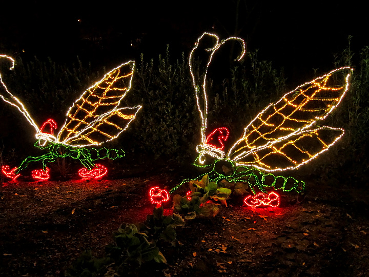 Dragonfly_lights