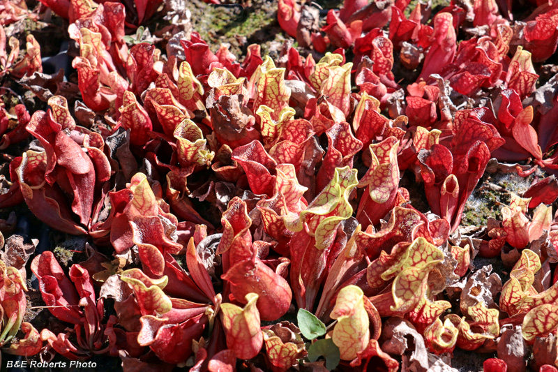 Sarracenia_purpurea