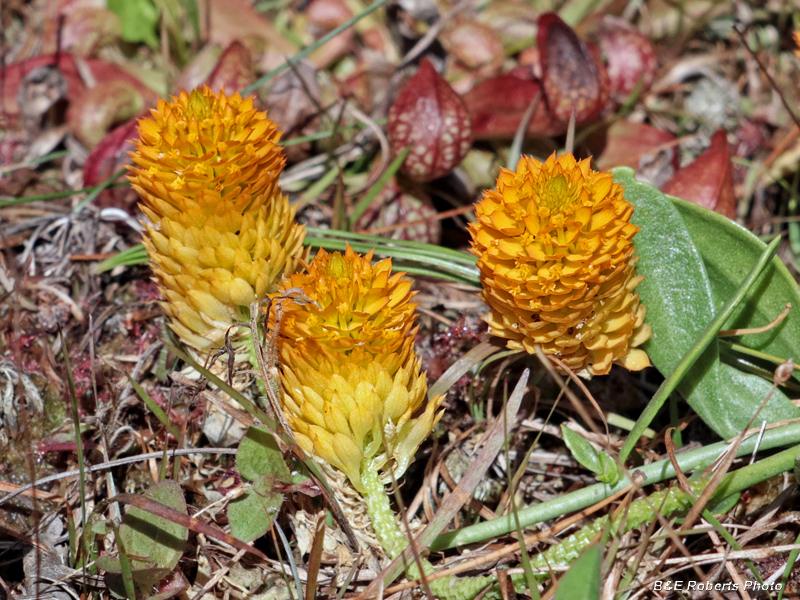 Polygala_lutea