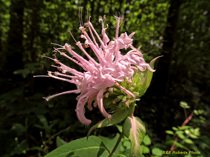 Bergamot