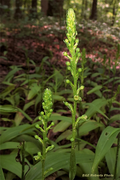 Platanthera_flava