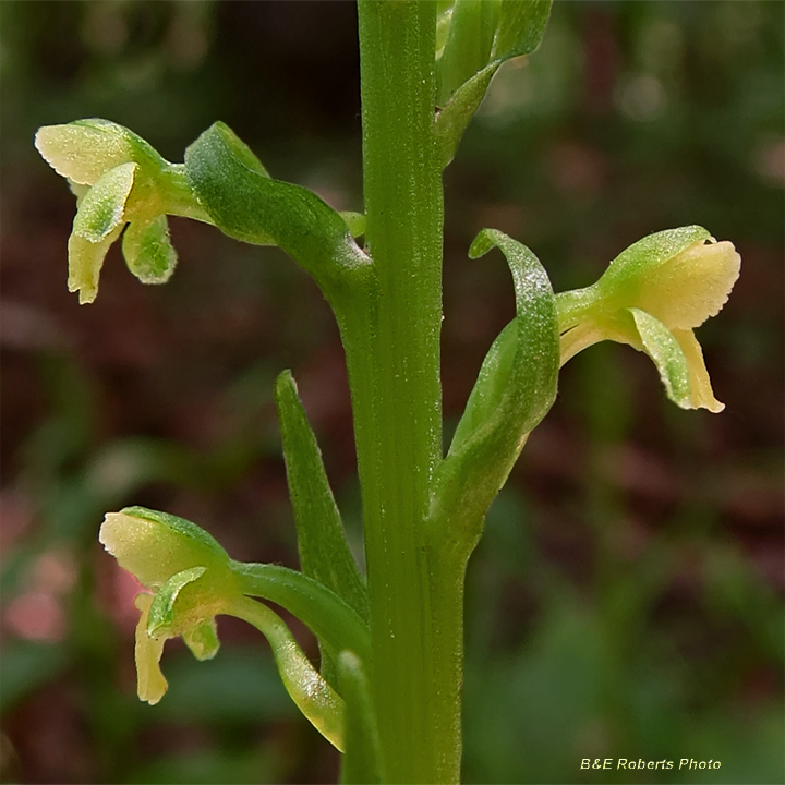 Platanthera_flava