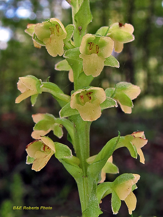 Platanthera_flava