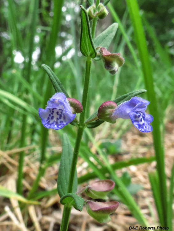 Skullcap