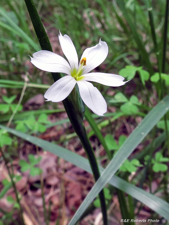 White_flower