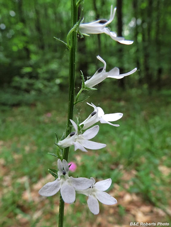 Spiked_lobelia