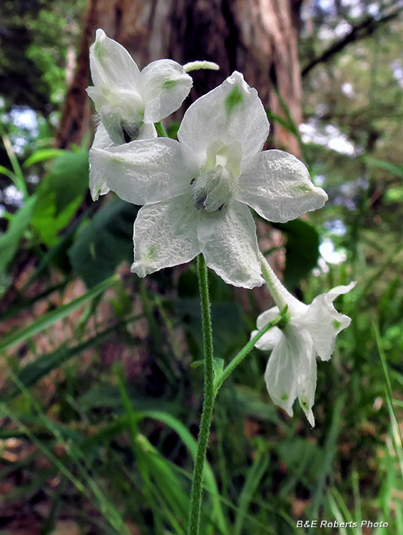 Dwarf_larkspur