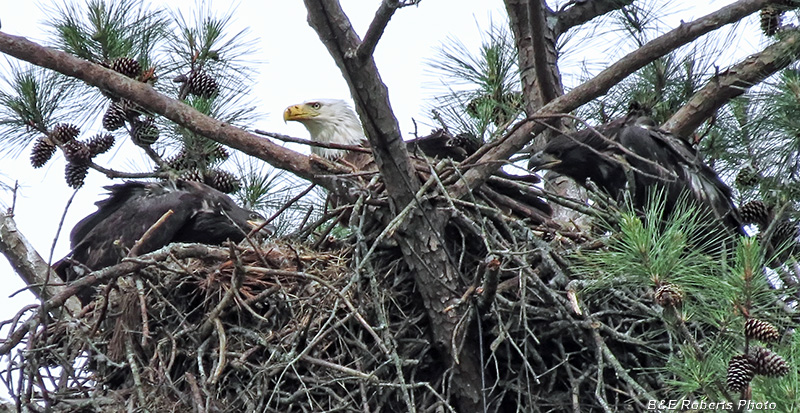 Bald_Eagles