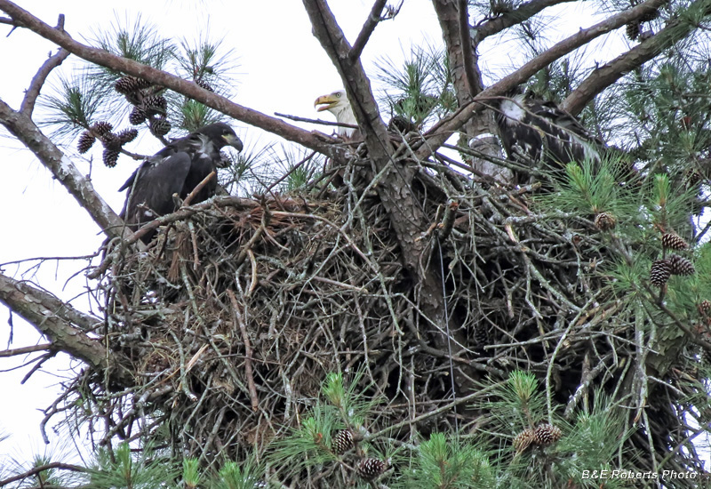 Bald_Eagles