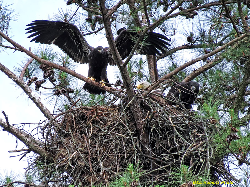 Bald_Eagles