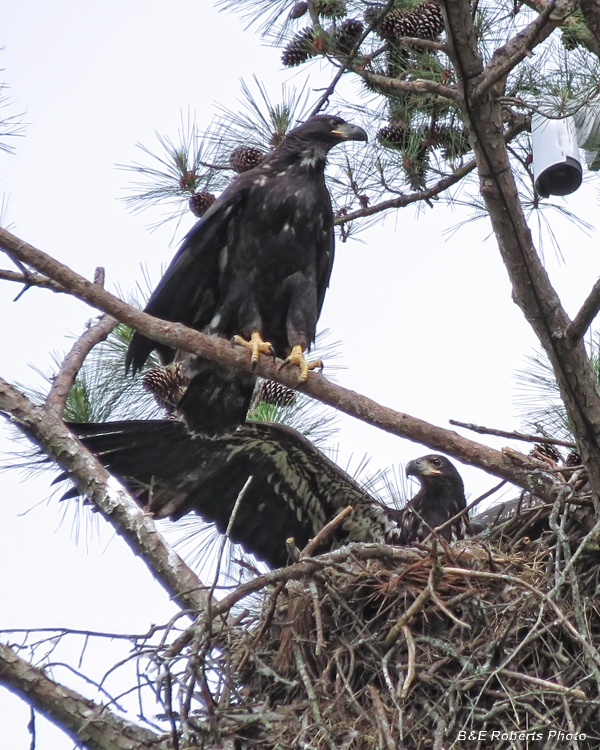 Bald_Eagles