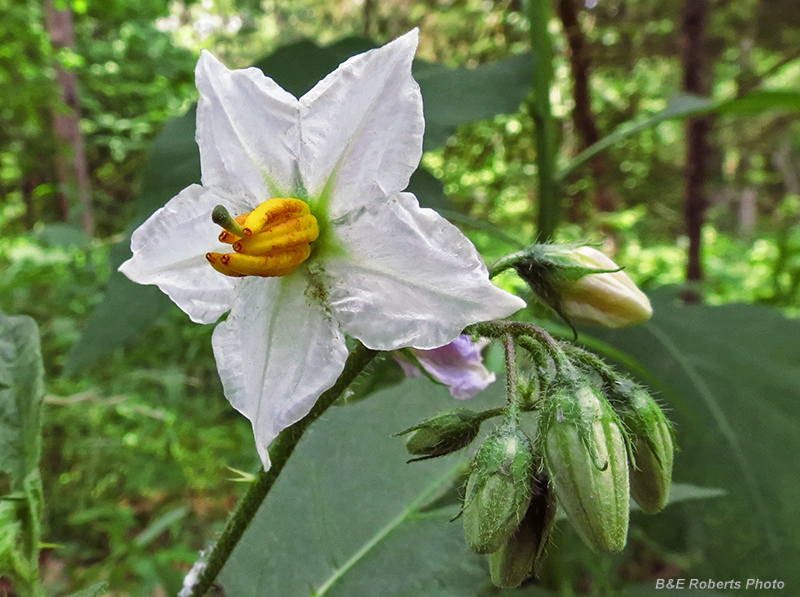 Horse_Nettle