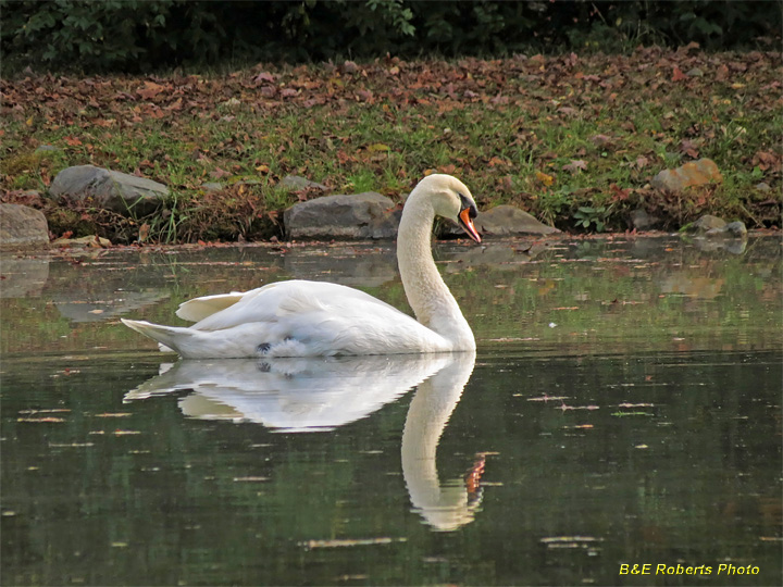 Swan