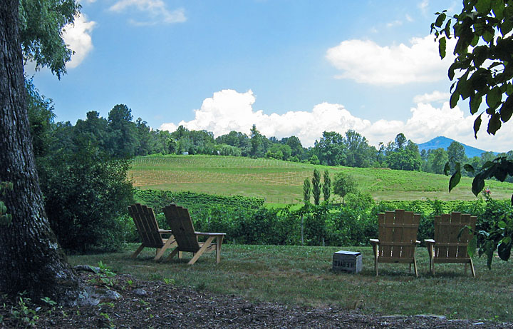 Vineyard_view