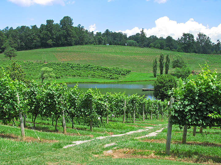 Vineyard_view