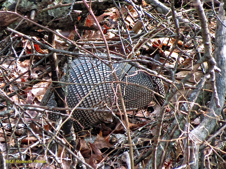 Armadillo