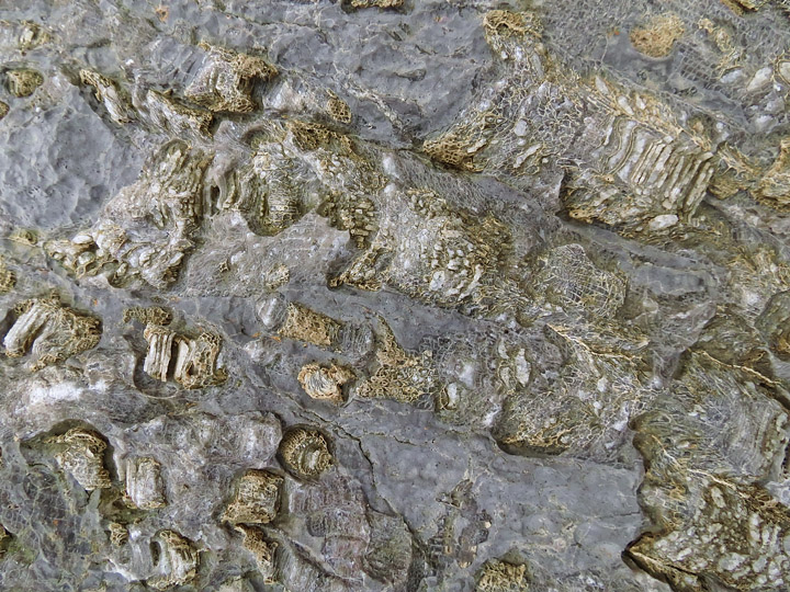 fossils