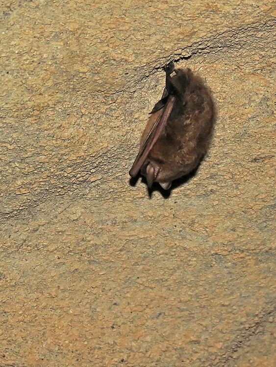 Bat