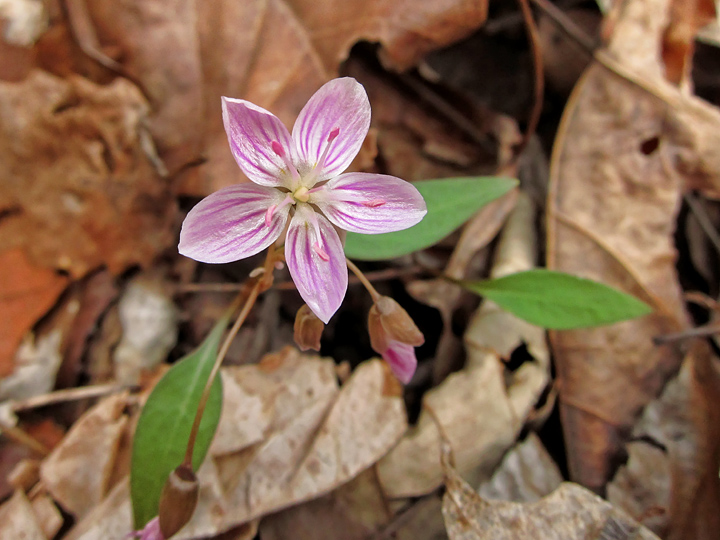 Spring_Beauty