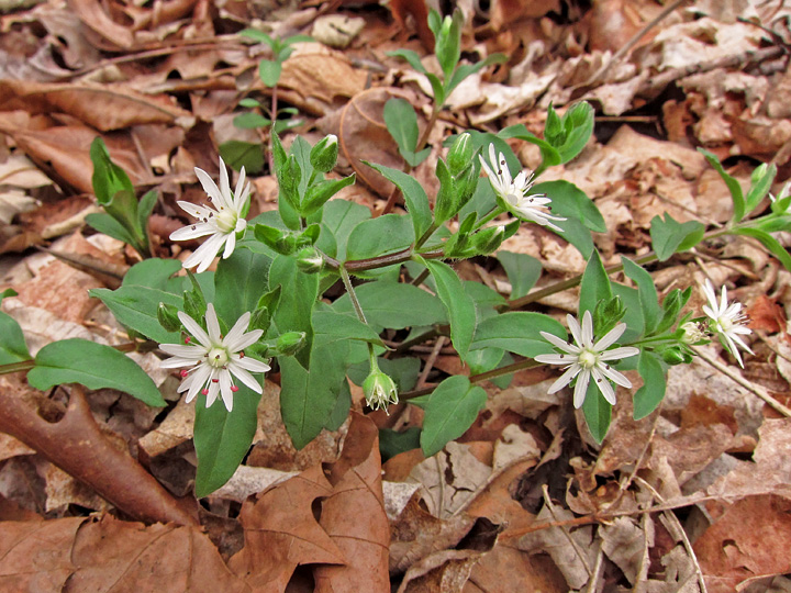 Star_Chickweed