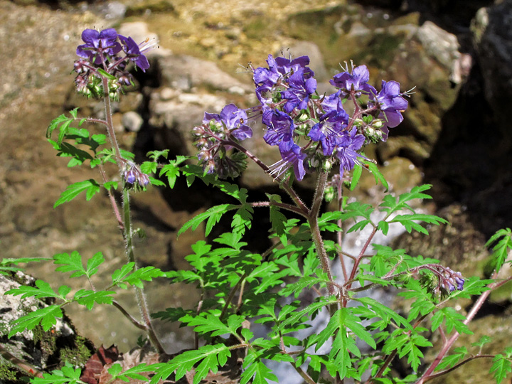 Phacelia