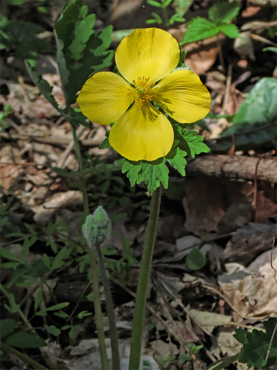 Celandine_Poppy