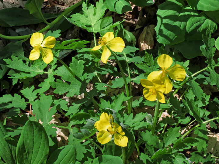 Celandine_Poppies