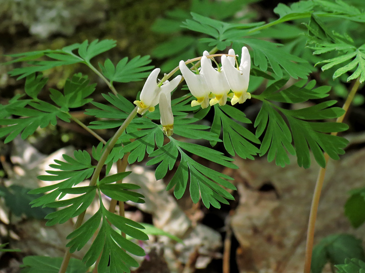 Dutchmans_Breeches