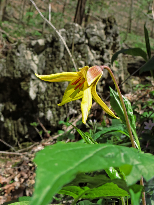 Trout_Lily