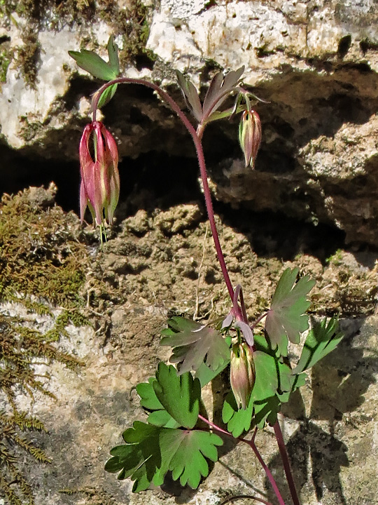 Red_Columbine