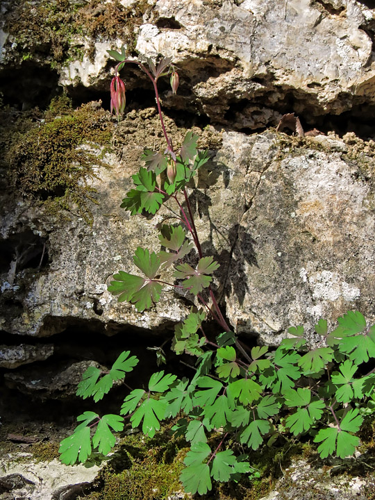 Red_Columbine