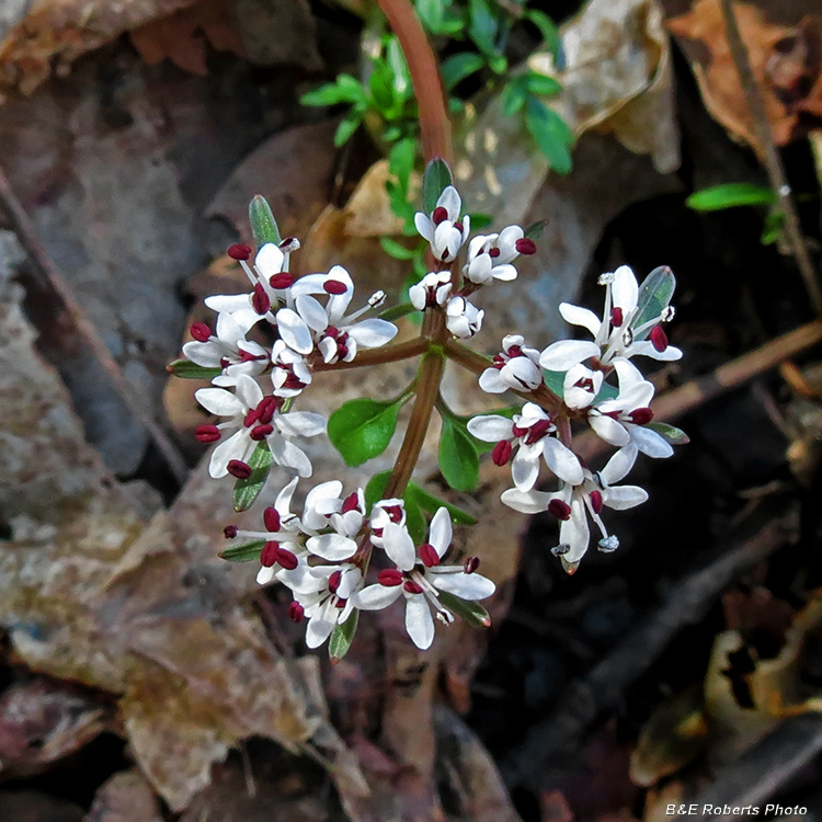 Harbinger_of_Spring