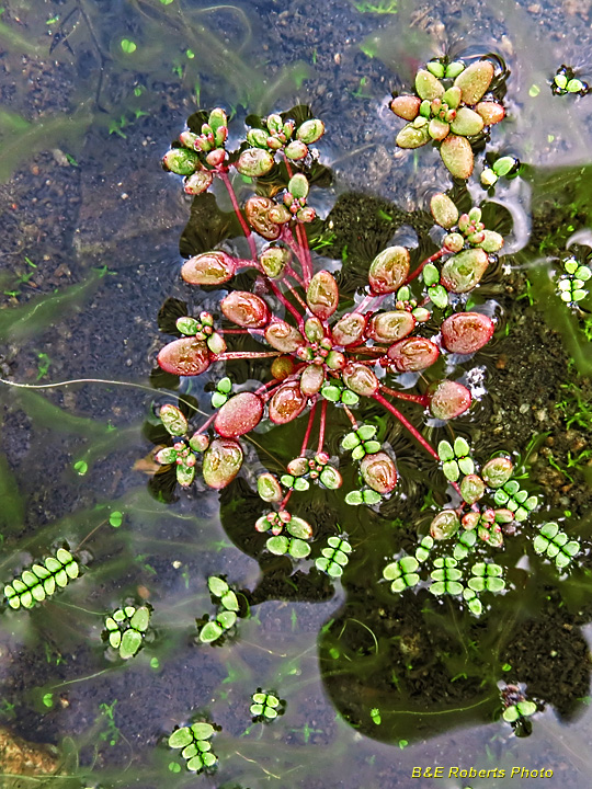 Orpine-PoolSprite