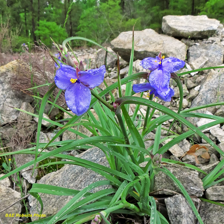 Spiderwort