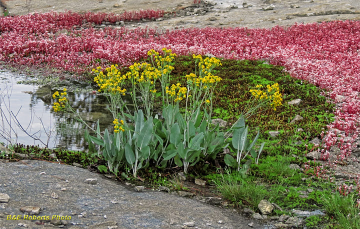 Diamorpha_Ragwort